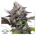 Candy Bubatz XL (Dutch Passion) Feminiserede