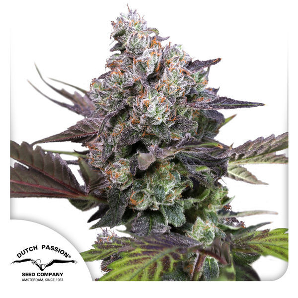 Candy Bubatz XL (Dutch Passion) Feminiserede