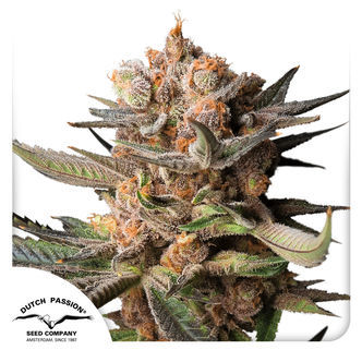 Auto Frozen Biscotti (Dutch Passion) feminiserede