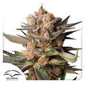 Auto Frozen Biscotti (Dutch Passion) Feminiserede