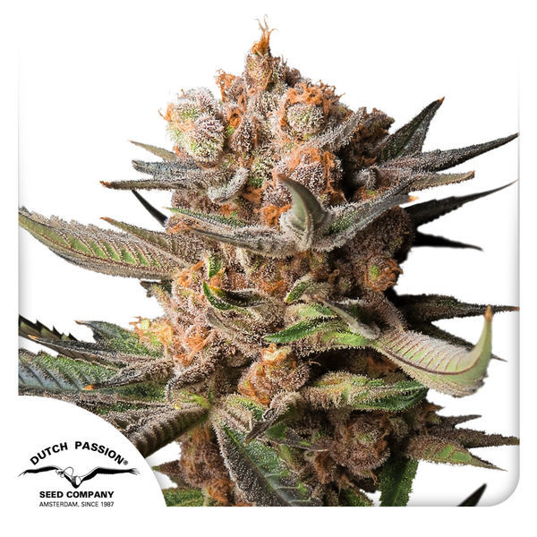 Auto Frozen Biscotti (Dutch Passion) Feminiserede