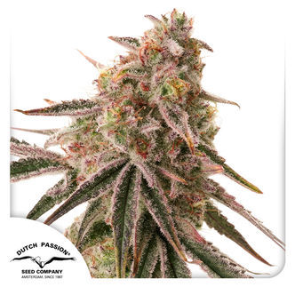Frozen Biscotti (Dutch Passion) feminiserede cannabisfr&oslash;