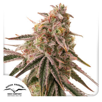 Frozen Biscotti (Dutch Passion) Feminiserede
