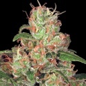 Autoflower Collection Pack 2 (Paradise Seeds) Feminiserede