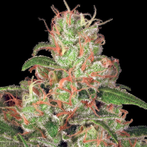 Autoflower Collection Pack 2 (Paradise Seeds) Feminiserede
