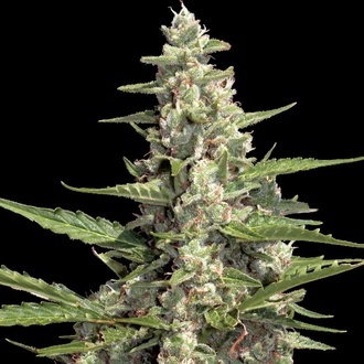 Autoflower Collection Pack 2 (Paradise Seeds) Feminiserede