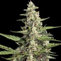 Autoflower Collection Pack 2 (Paradise Seeds) Feminiserede