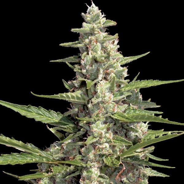 Autoflower Collection Pack 2 (Paradise Seeds) Feminiserede