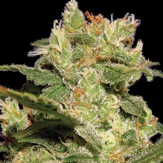 Autoflower Collection Pack 2 (Paradise Seeds) Feminiserede