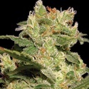 Autoflower Collection Pack 2 (Paradise Seeds) Feminiserede