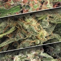 Autoflower Collection Pack 2 (Paradise Seeds) Feminiserede