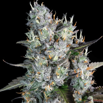 Red Velvet Auto (Paradise Seeds) Feminiserede