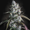 Red Velvet Auto (Paradise Seeds) Feminiserede