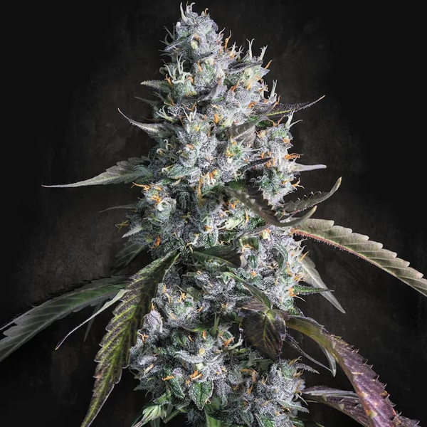 Red Velvet Auto (Paradise Seeds) Feminiserede
