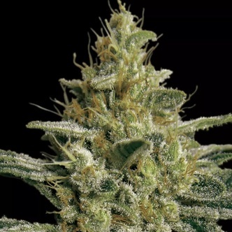 Allkush (Paradise Seeds) feminiserede cannabisfr&oslash;