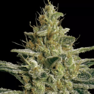 Allkush (Paradise Seeds) Feminiserede