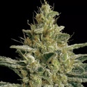 Allkush (Paradise Seeds) Feminiserede