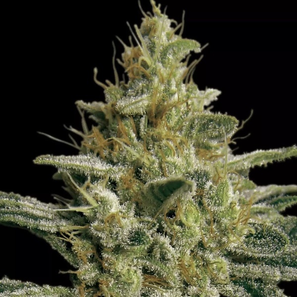 Allkush (Paradise Seeds) Feminiserede