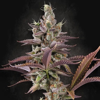 Apricot Candy (Paradise Seeds) Feminiserede