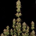 Apricot Candy (Paradise Seeds) Feminiserede