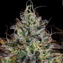 Apricot Candy (Paradise Seeds) Feminiserede