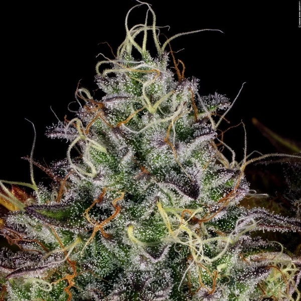 Apricot Candy (Paradise Seeds) Feminiserede