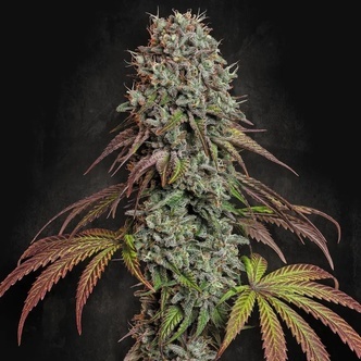 Blue Gem (Paradise Seeds) feminiserede cannabisfr&oslash;