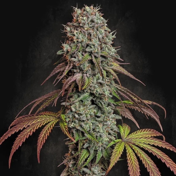 Blue Gem (Paradise Seeds) Feminiserede