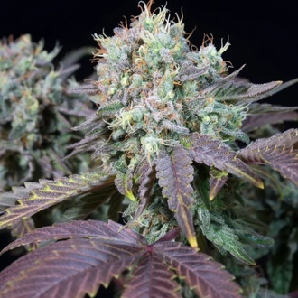 Blue Gem (Paradise Seeds) Feminiserede