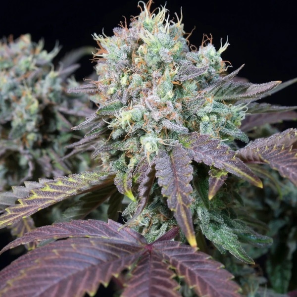 Blue Gem (Paradise Seeds) Feminiserede