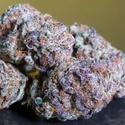 Blue Gem (Paradise Seeds) Feminiserede