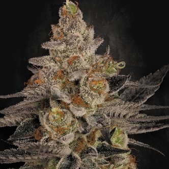 Chocolate Wafflez (Paradise Seeds) feminiseret