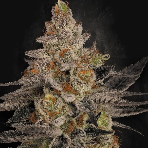 Chocolate Wafflez (Paradise Seeds) Feminiserede