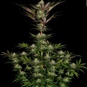 Chocolate Wafflez (Paradise Seeds) Feminiserede