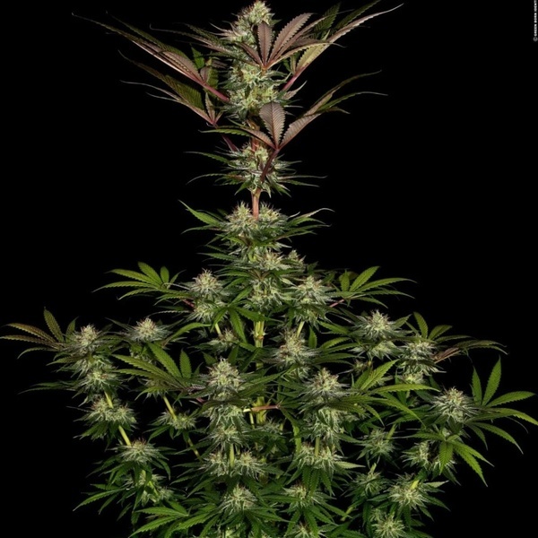 Chocolate Wafflez (Paradise Seeds) Feminiserede