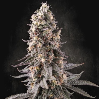 El Dorado OG (Paradise Seeds) feminiserede