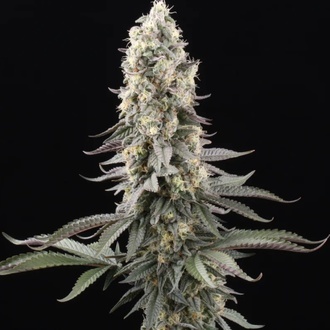 El Dorado OG (Paradise Seeds) Feminiserede
