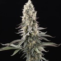 El Dorado OG (Paradise Seeds) Feminiserede