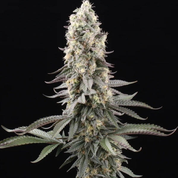 El Dorado OG (Paradise Seeds) Feminiserede