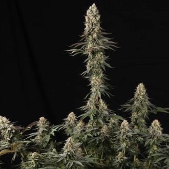 El Dorado OG (Paradise Seeds) Feminiserede