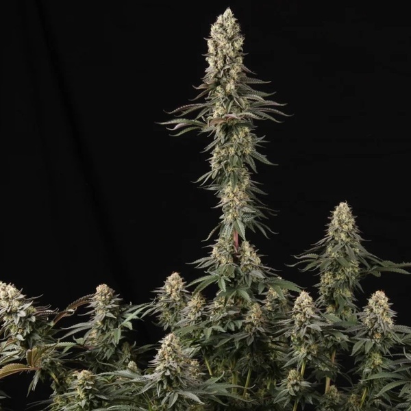 El Dorado OG (Paradise Seeds) Feminiserede