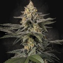 Glowstarz (Paradise Seeds) Feminiserede