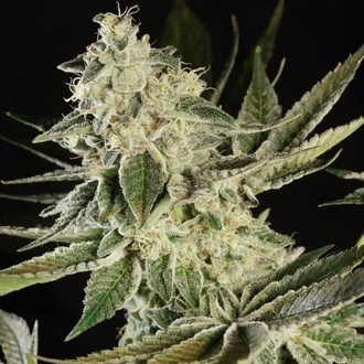 Glowstarz (Paradise Seeds) Feminiserede