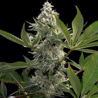 Glowstarz (Paradise Seeds) Feminiserede