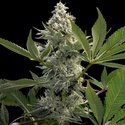 Glowstarz (Paradise Seeds) Feminiserede