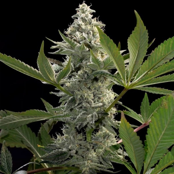 Glowstarz (Paradise Seeds) Feminiserede