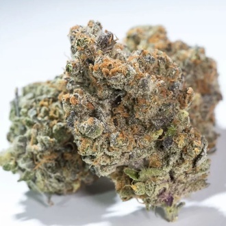Glowstarz (Paradise Seeds) Feminiserede