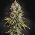 Highway 66 (Paradise Seeds) Feminiserede