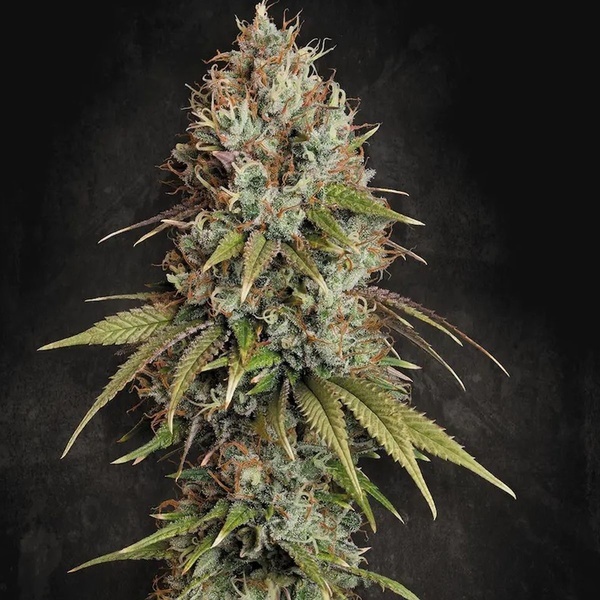 Highway 66 (Paradise Seeds) Feminiserede