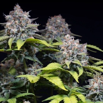 Highway 66 (Paradise Seeds) Feminiserede